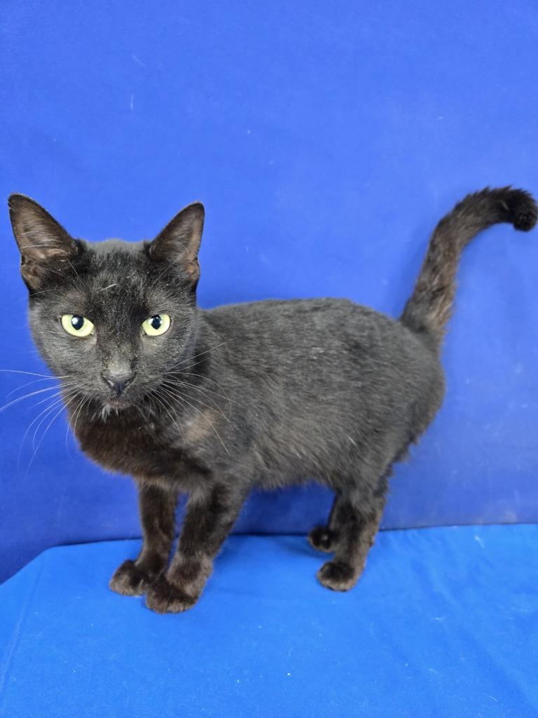 Enlarge Molecule, a Adoptable American Shorthair in Ruston, LA image 1/2