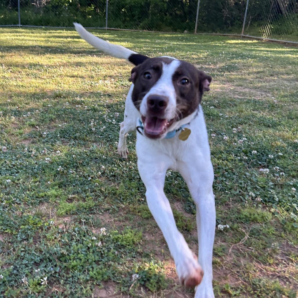 Enlarge Mateo, a Adoptable Mixed Breed in Auburn, AL image 1/6