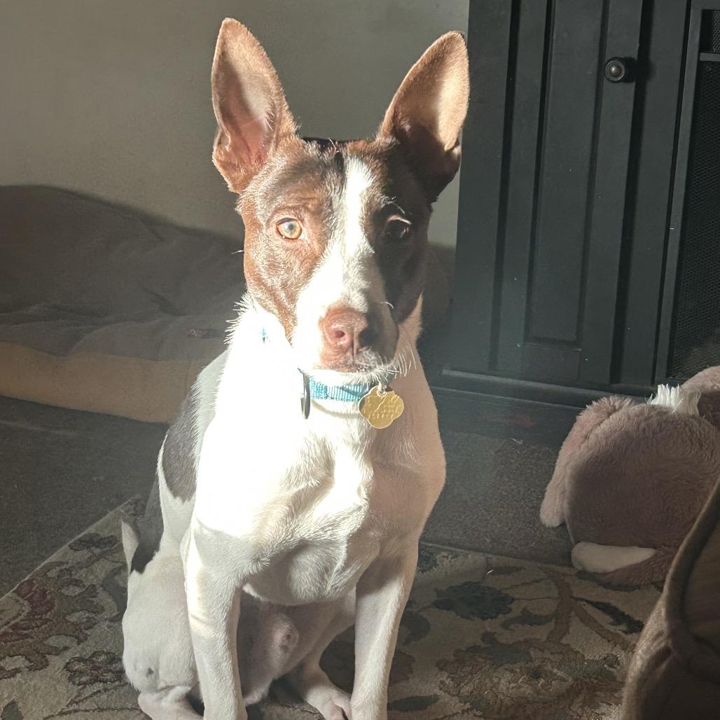 Enlarge Mateo, a Adoptable Mixed Breed in Auburn, AL image 2/6