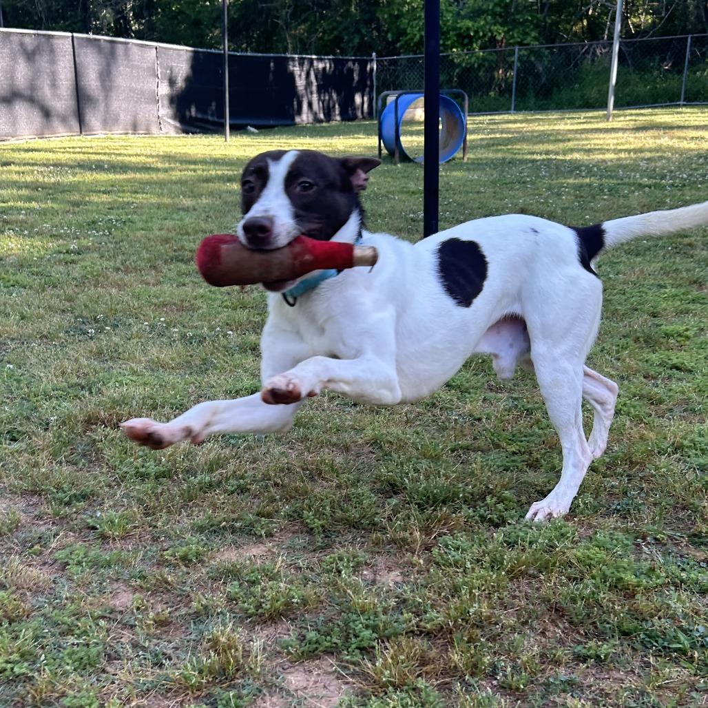 Enlarge Mateo, a Adoptable Mixed Breed in Auburn, AL image 3/6