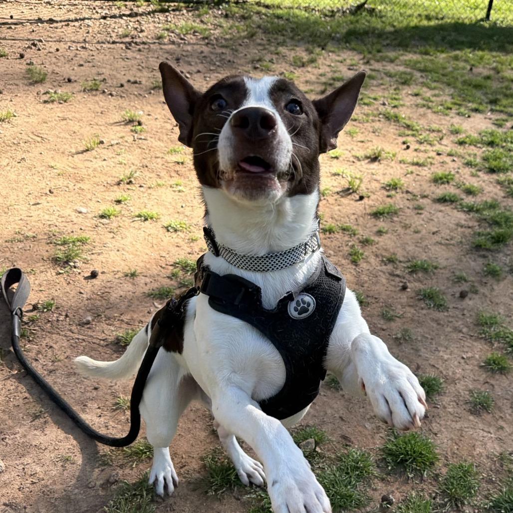 Enlarge Mateo, a Adoptable Mixed Breed in Auburn, AL image 4/6