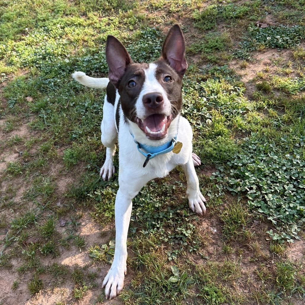 Enlarge Mateo, a Adoptable Mixed Breed in Auburn, AL image 5/6