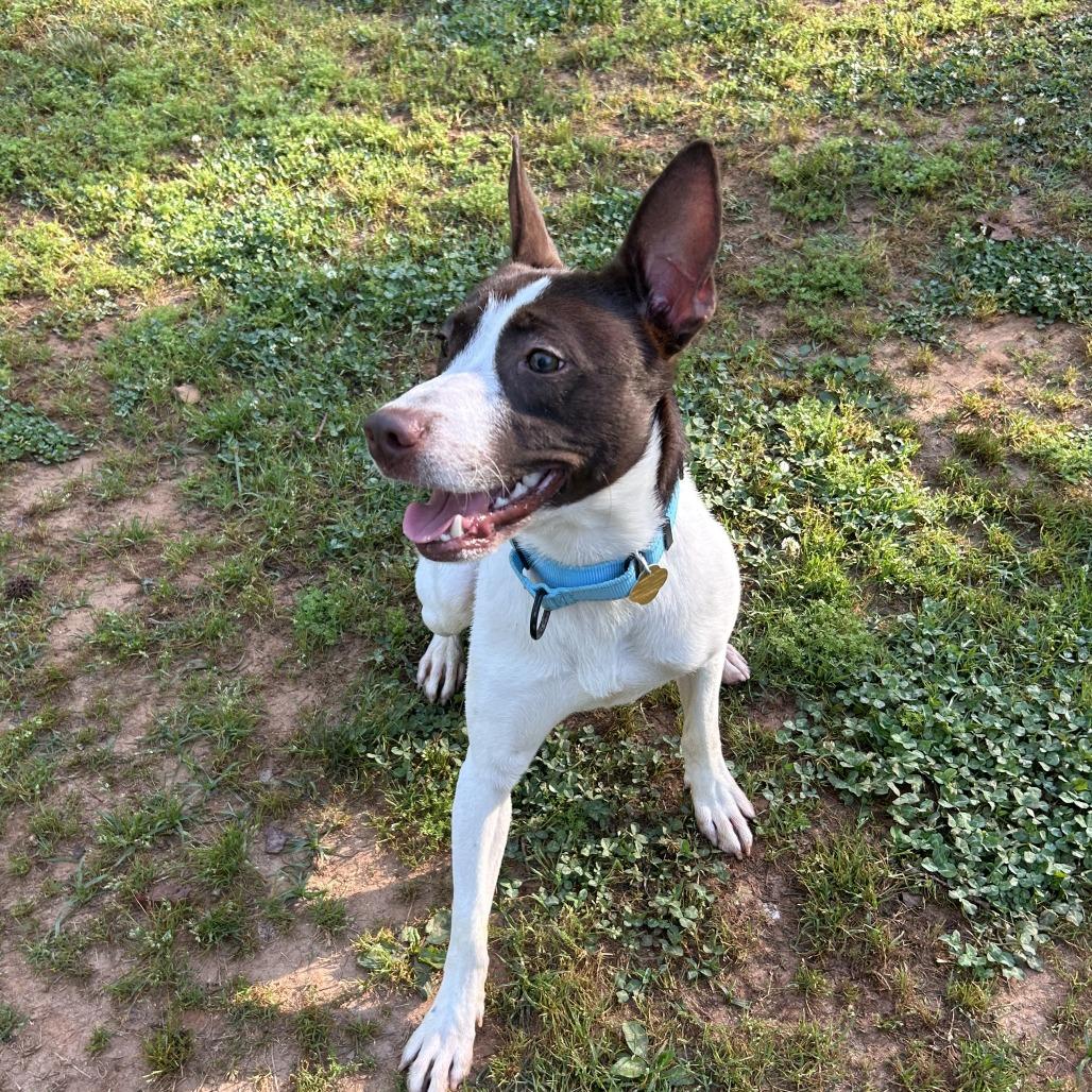 Enlarge Mateo, a Adoptable Mixed Breed in Auburn, AL image 6/6
