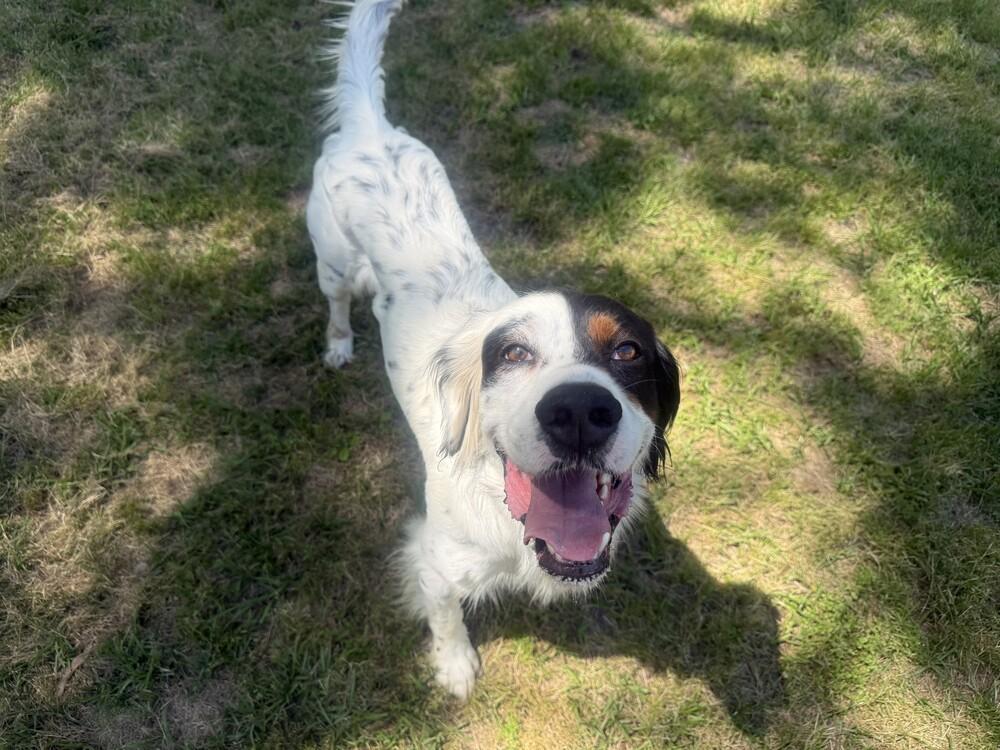 Enlarge Gunner, a Adoptable English Setter in Hilliard, OH image 1/6