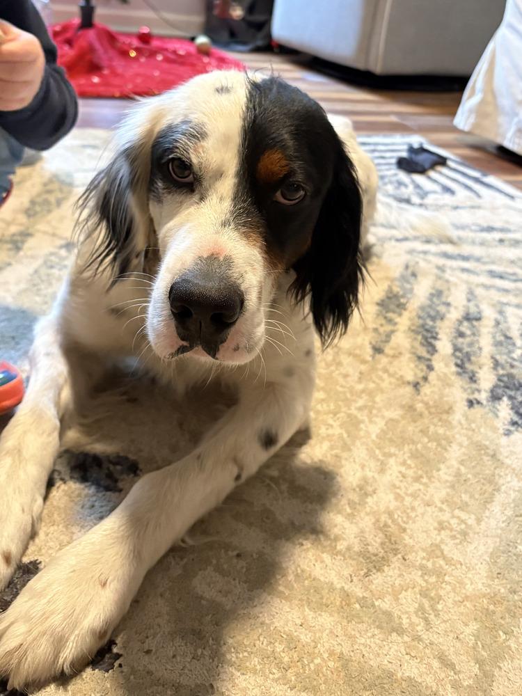 Enlarge Gunner, a Adoptable English Setter in Hilliard, OH image 2/6