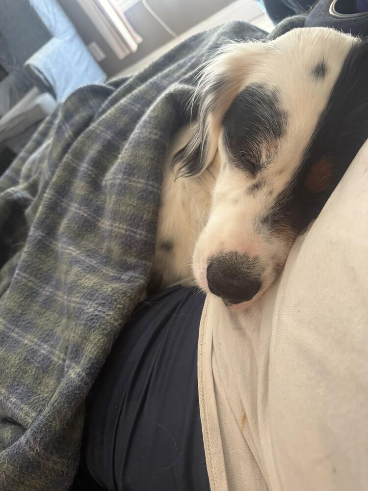 Enlarge Gunner, a Adoptable English Setter in Hilliard, OH image 3/6