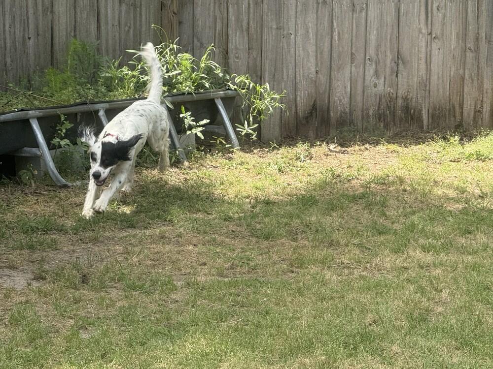 Enlarge Gunner, a Adoptable English Setter in Hilliard, OH image 4/6