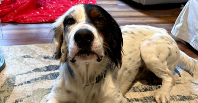 Enlarge Gunner, a Adoptable English Setter in Hilliard, OH image 5/6