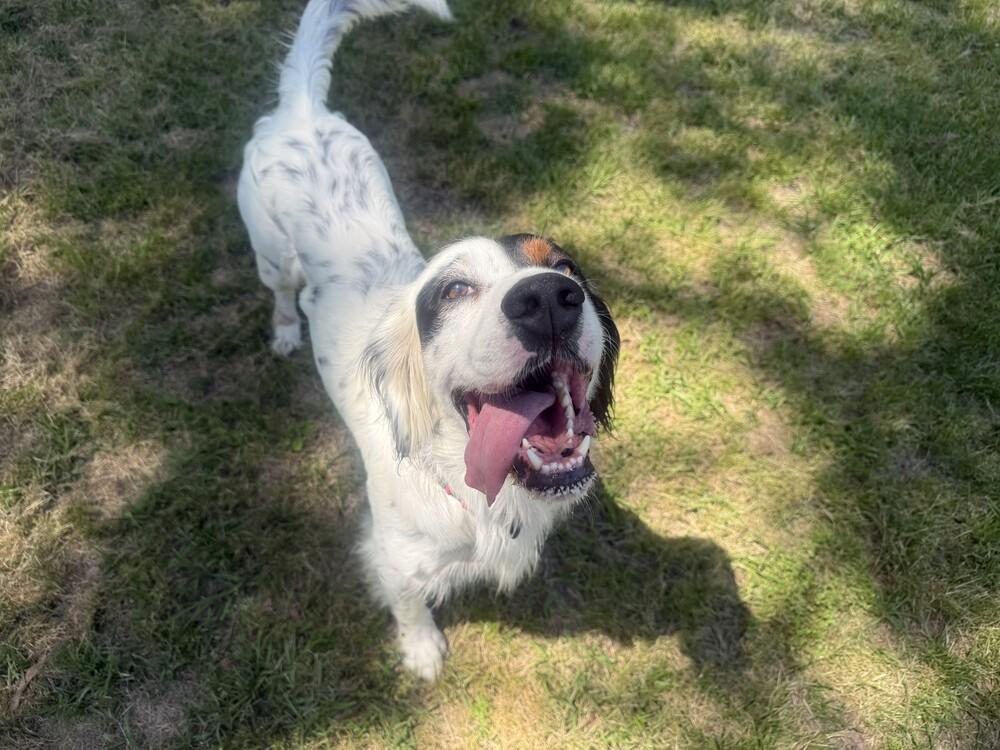 Enlarge Gunner, a Adoptable English Setter in Hilliard, OH image 6/6