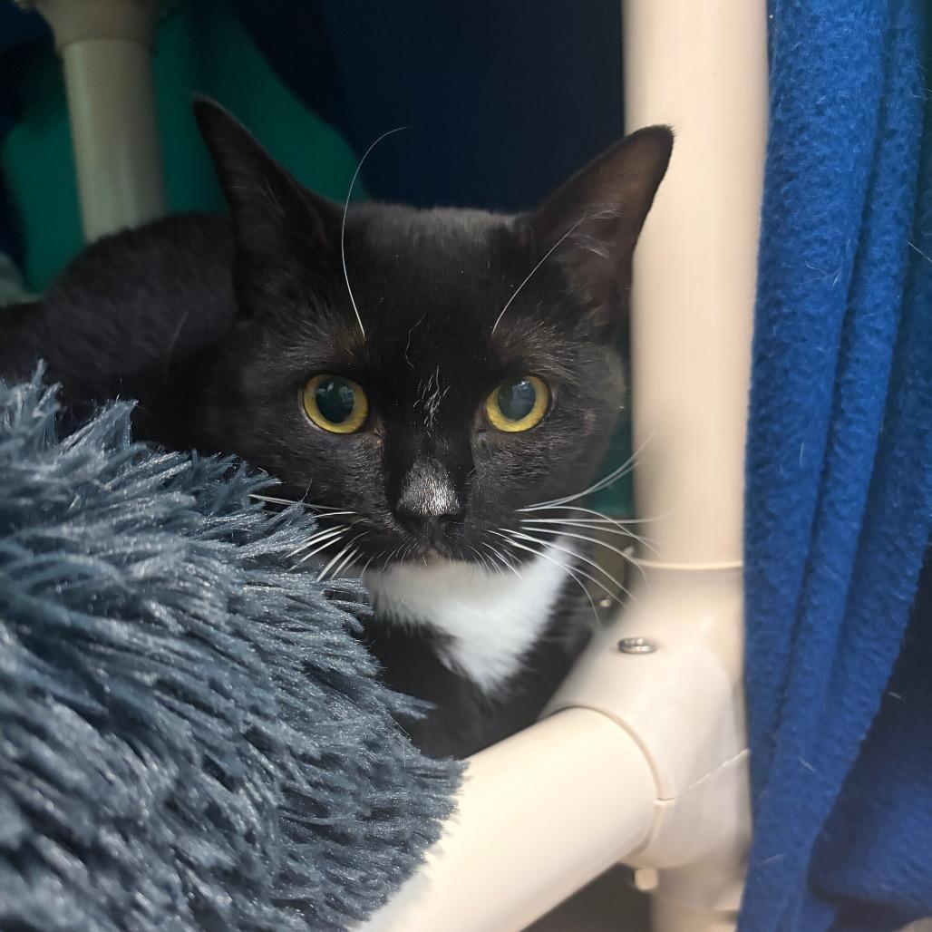 Nyx, Adoptable, Adult Female Domestic Short Hair.