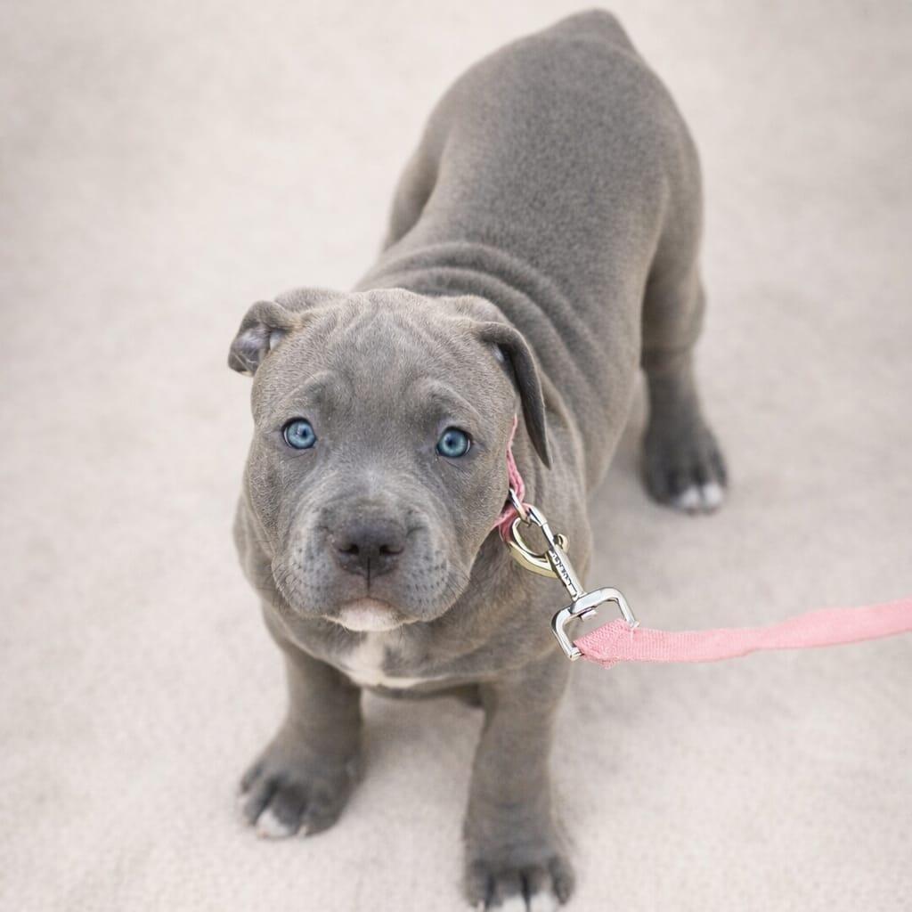 Figgy, adopted, Puppy Female American Bully.