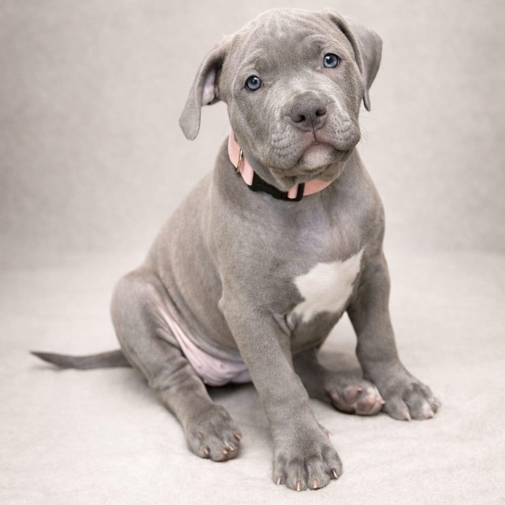 Enlarge Figgy, an adopted American Bully in Miami, FL image 2/2