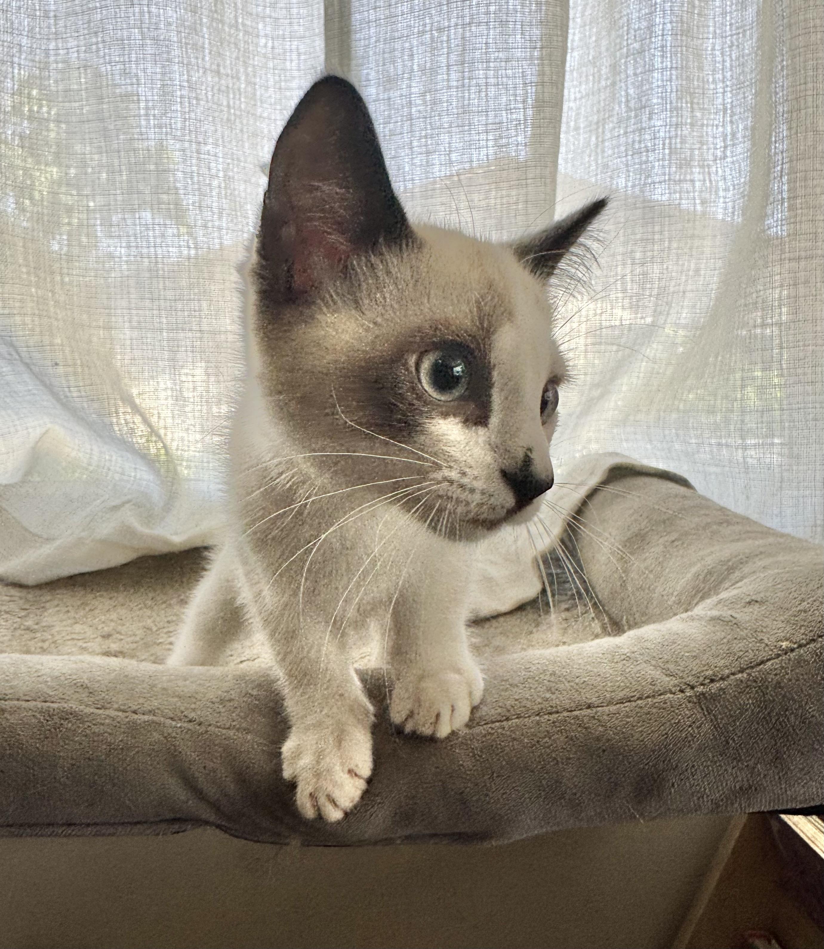 Enlarge Cosmo, an adopted mixed breed in Riverside, CA image 2/2