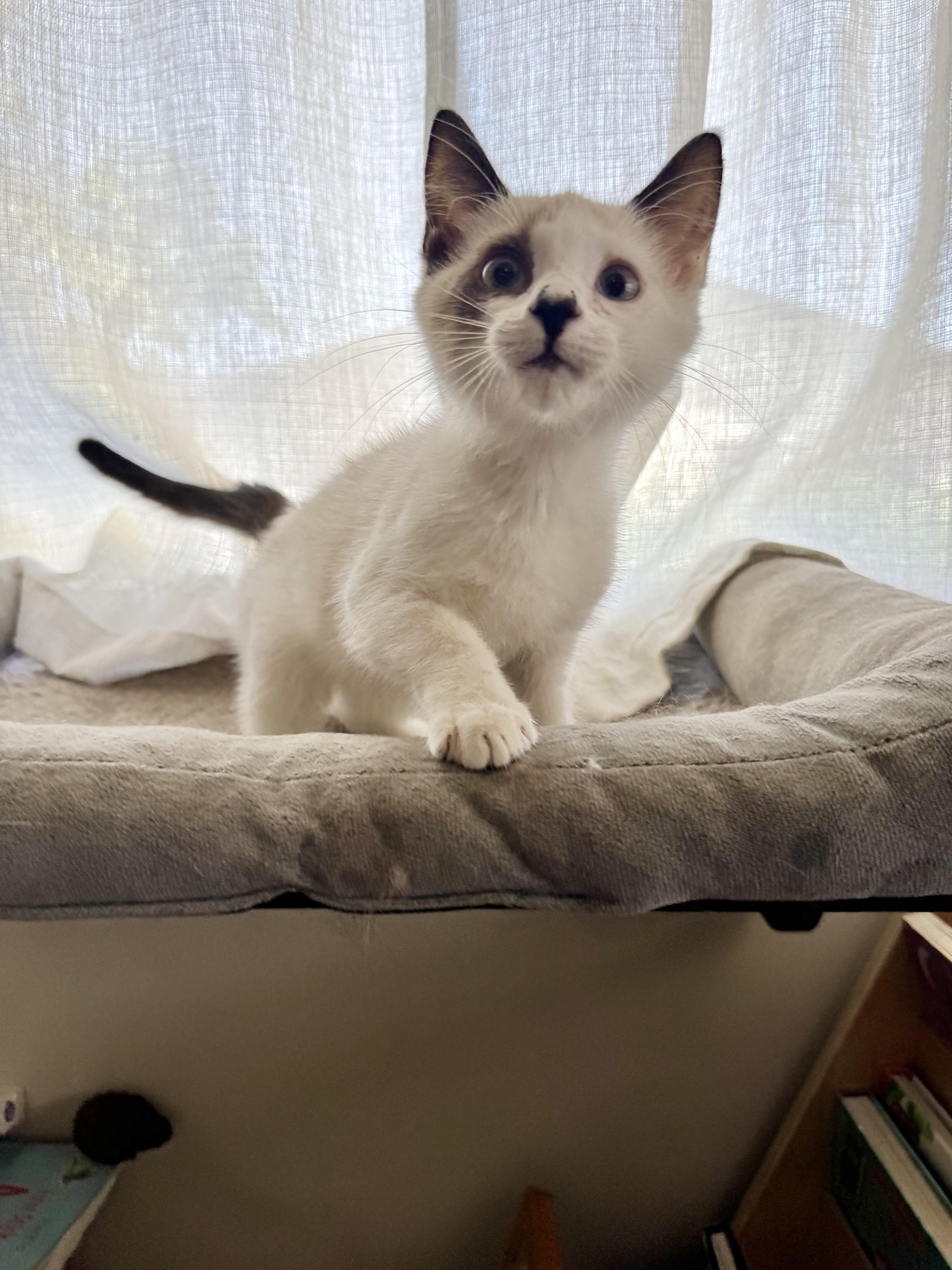 Cosmo, adopted, Kitten Male Siamese.