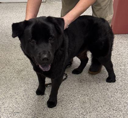 Grizzly, Adoptable, Adult Male Chow Chow & Labrador Retriever.