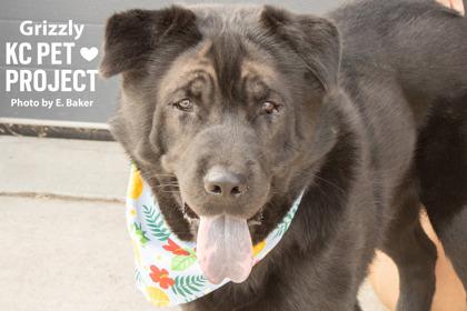Enlarge Grizzly, a Adoptable mixed breed in Kansas City, MO image 2/3