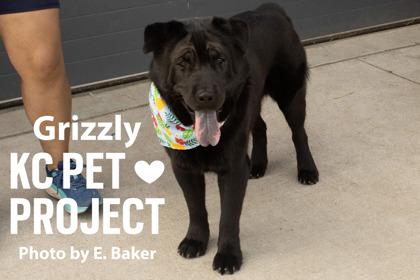 Enlarge Grizzly, a Adoptable mixed breed in Kansas City, MO image 3/3
