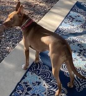 Cinnamon, a Adoptable mixed breed in Chino valley, AZ image 2/3