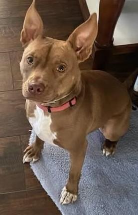 Cinnamon, a Adoptable mixed breed in Chino valley, AZ image 1/3