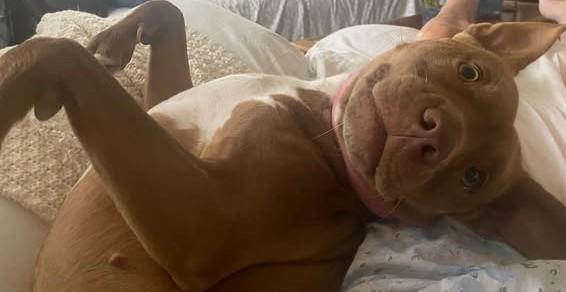 Cinnamon, a Adoptable mixed breed in Chino valley, AZ image 3/3