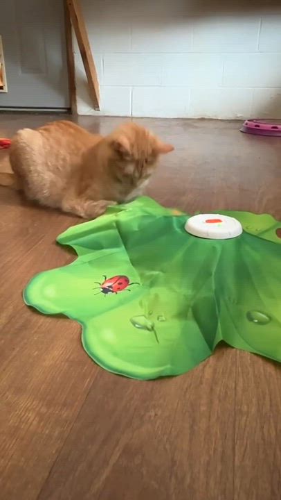 Enlarge Lenorah, a Adoptable Domestic Short Hair in Talbott, TN video 3/5