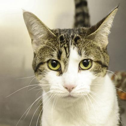 Kirk, Adoptable, Adult Female Domestic Short Hair & Domestic Short Hair.