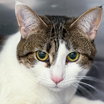 Kirk, a Adoptable mixed breed in Madison, WI image 2/3