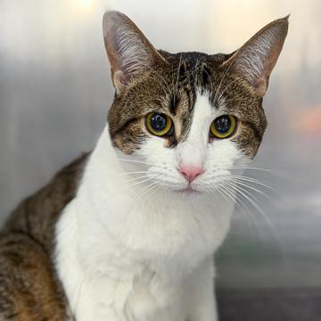 Kirk, a Adoptable mixed breed in Madison, WI image 3/3