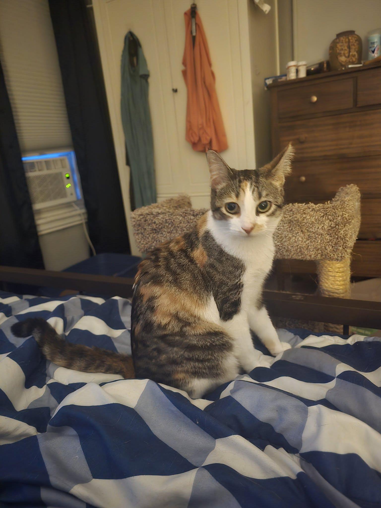 Enlarge Snickers, a Adoptable Domestic Short Hair in Westville, NJ image 1/3