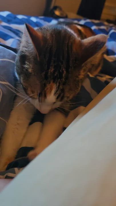 Enlarge Snickers, a Adoptable Domestic Short Hair in Westville, NJ video 2/3