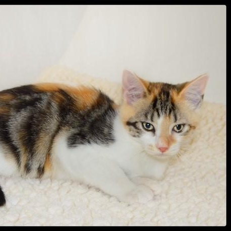 Lucia, ADOPTABLE, Young Female Calico.