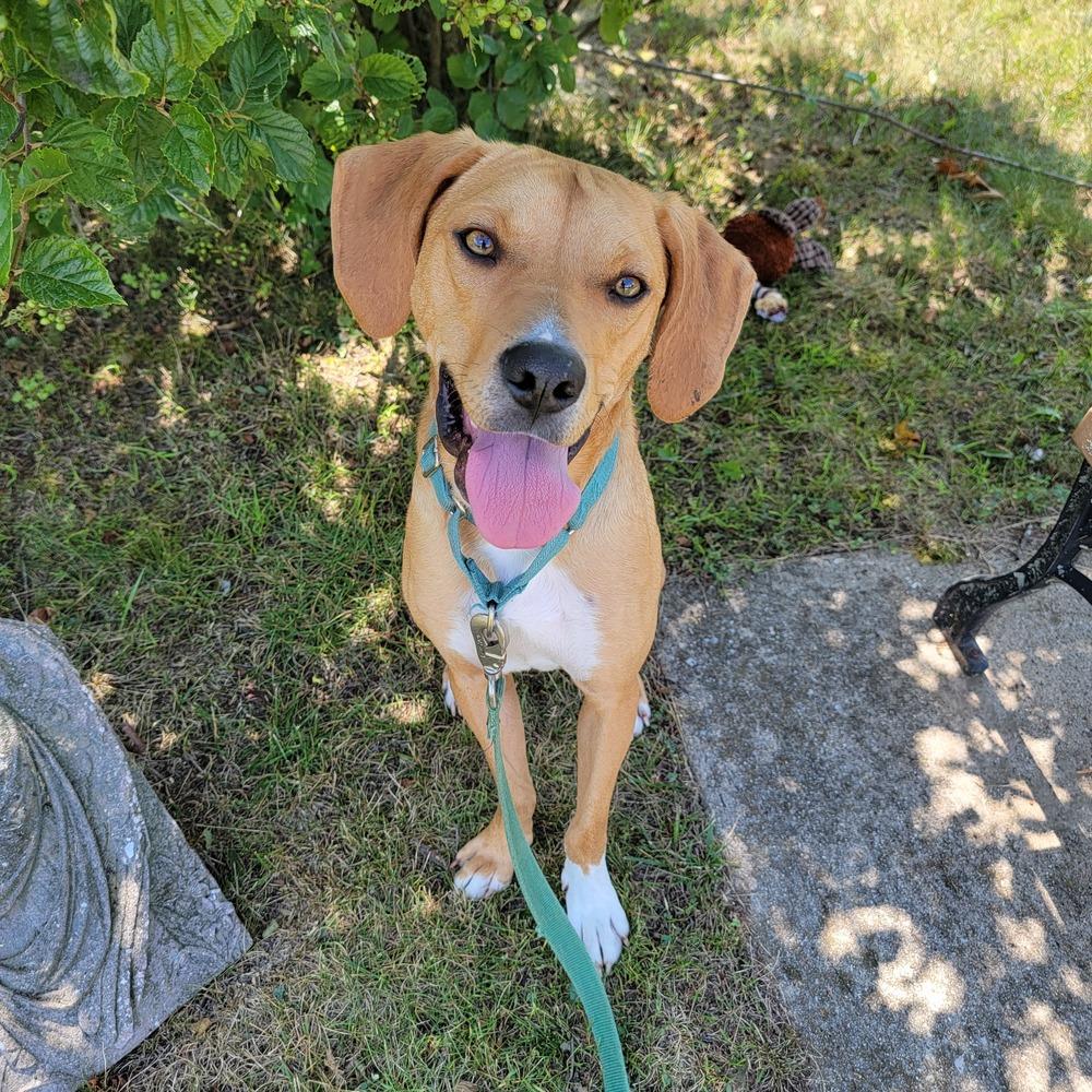 Coach Kerr, Adopted, Young Male Coonhound.