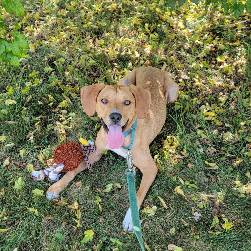 Enlarge Coach Kerr, a Adopted mixed breed in Kalamazoo, MI image 2/6