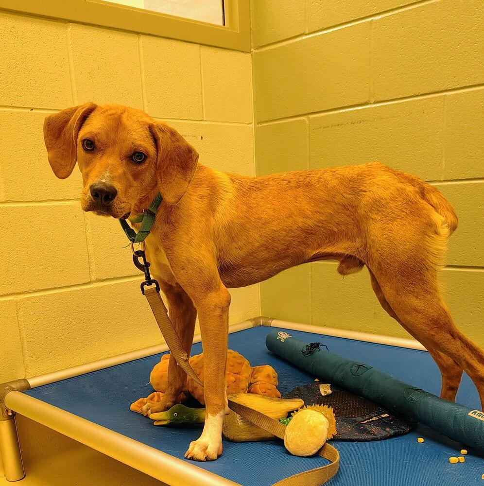 Coach Kerr, Adoptable, Young Male Coonhound.