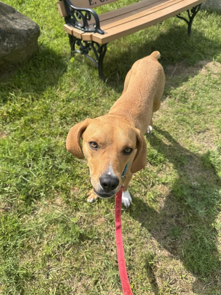 Coach Kerr, a Adoptable mixed breed in Kalamazoo, MI image 4/5