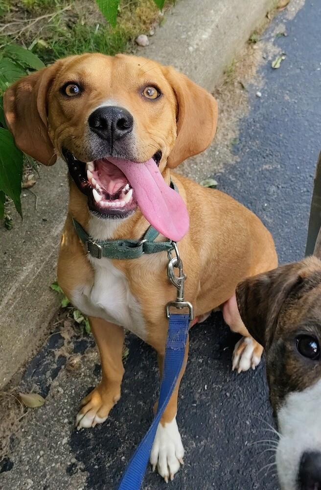 Coach Kerr, a Adoptable mixed breed in Kalamazoo, MI image 5/5