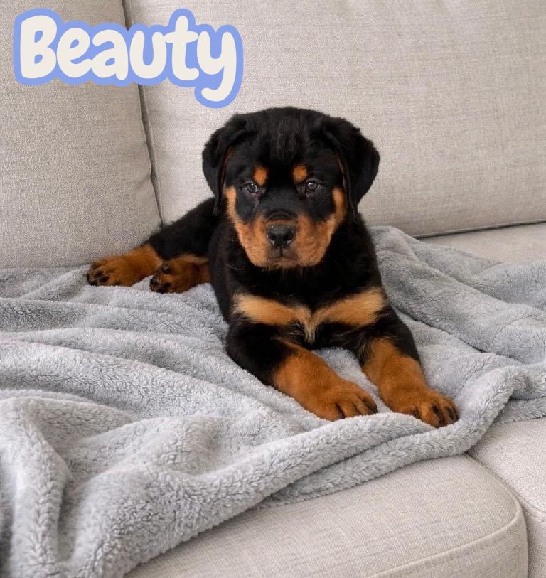 Enlarge Beauty , a ADOPTABLE Rottweiler in South Amboy, NJ image 1/1