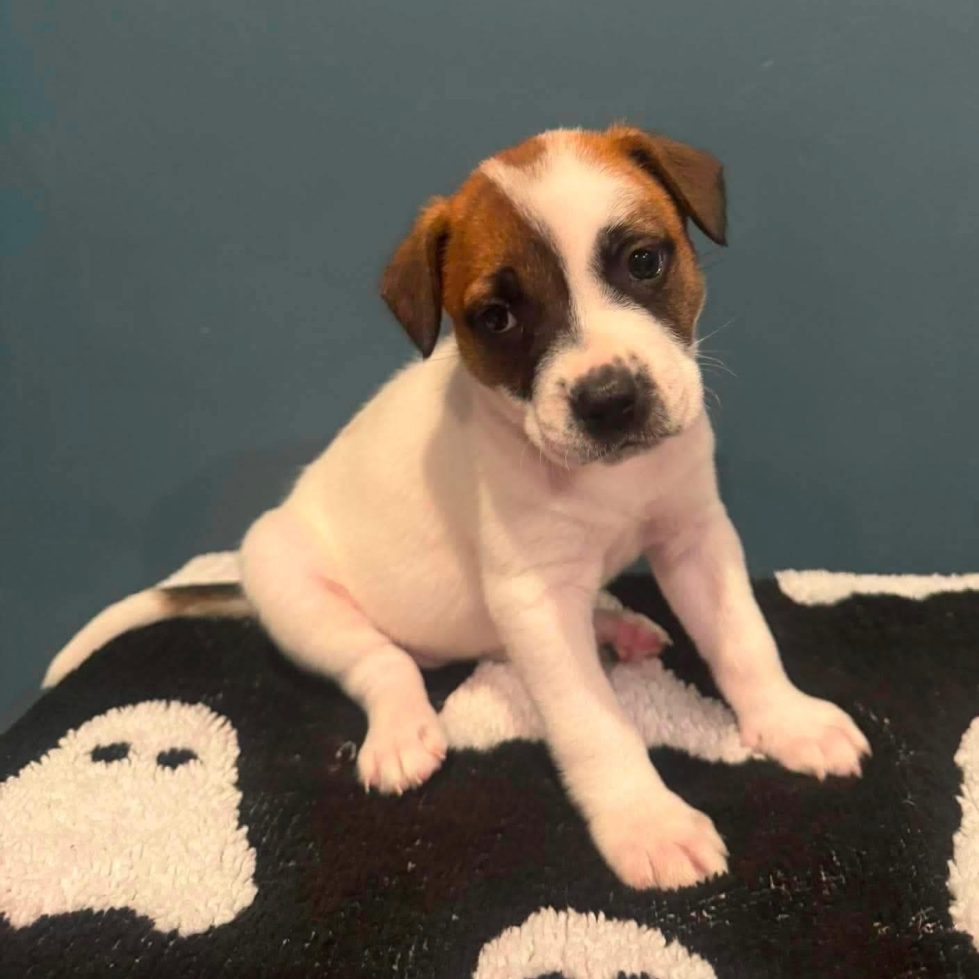 Enlarge Skye, a Adoptable mixed breed in Brockport, NY image 5/6