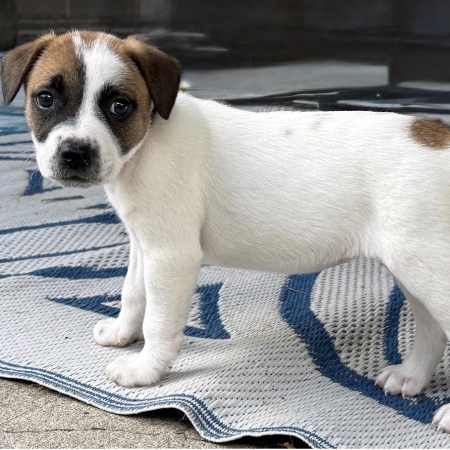 Enlarge Skye, a Adoptable mixed breed in Brockport, NY image 3/6
