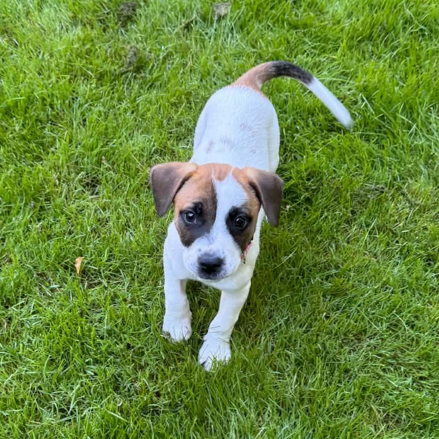 Skye, Adoptable, Puppy Female Pointer & Pit Bull Terrier.