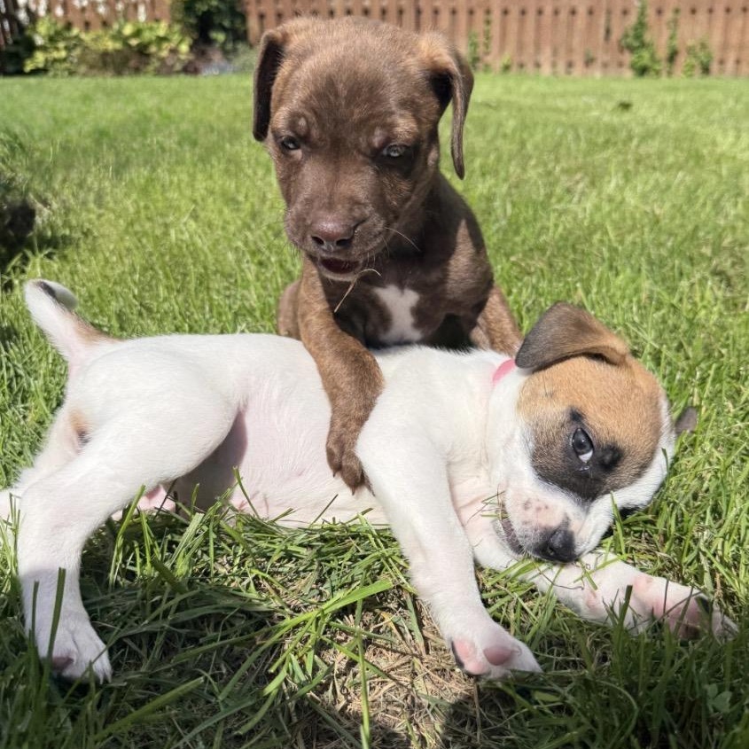 Enlarge Skye, a Adoptable mixed breed in Brockport, NY image 4/6