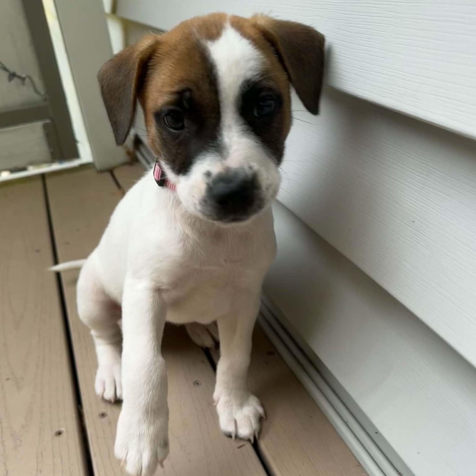 Enlarge Skye, a Adoptable mixed breed in Brockport, NY image 2/6