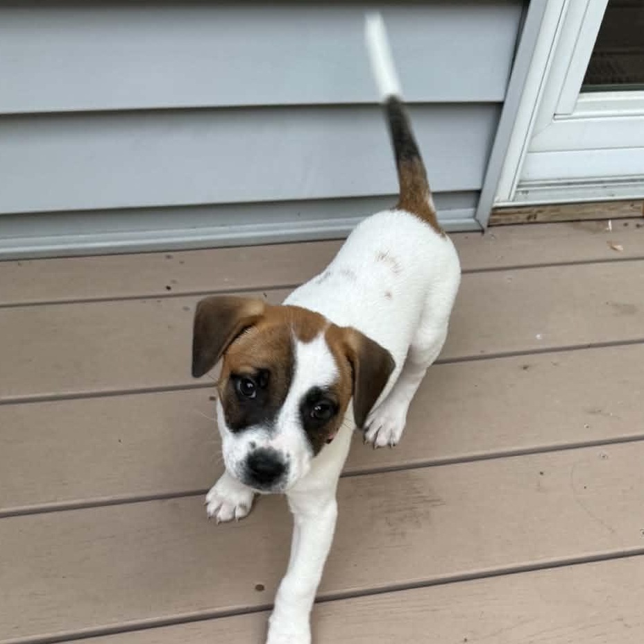 Enlarge Skye, a Adoptable mixed breed in Brockport, NY image 6/6