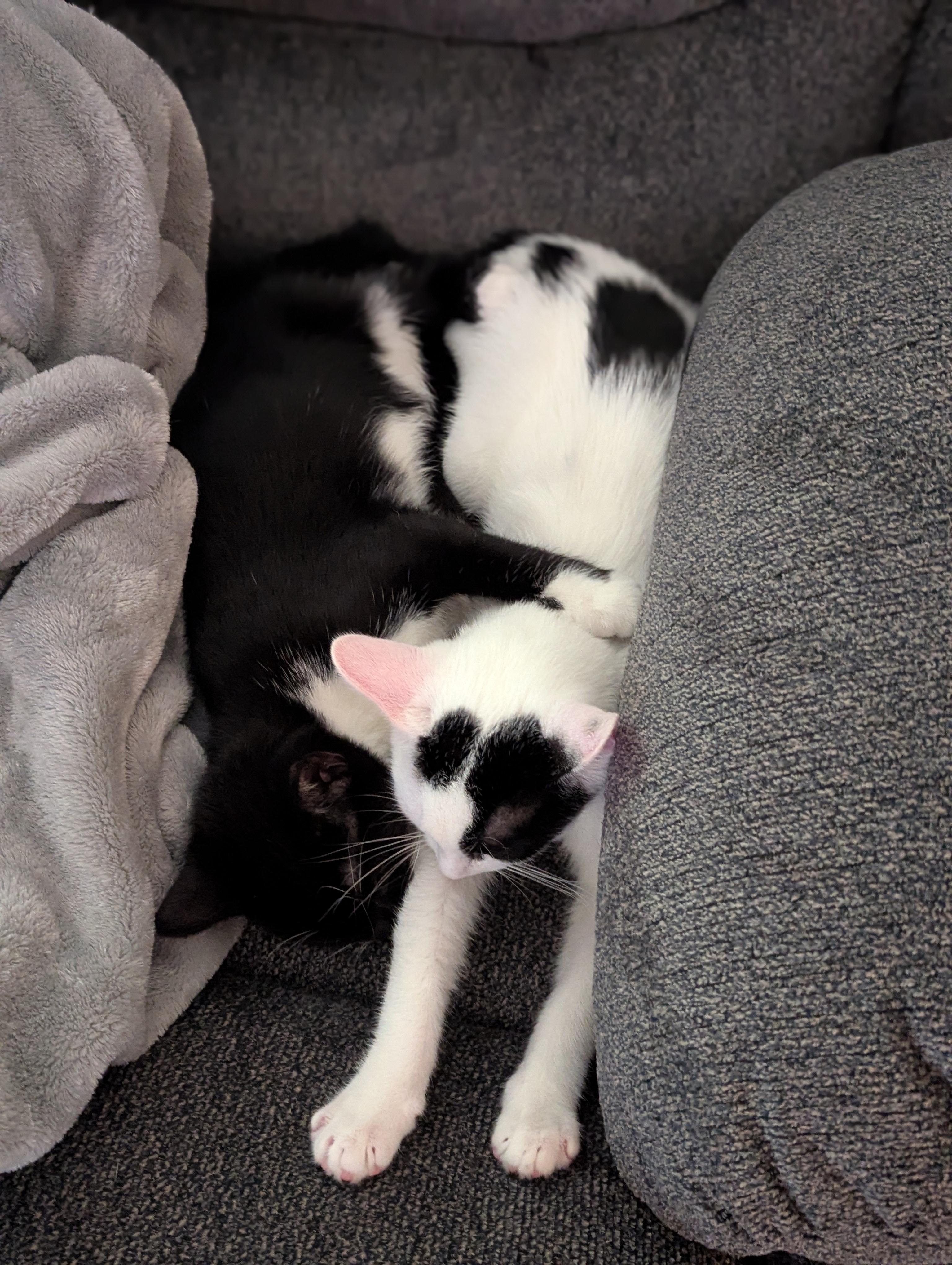 Pringle & Frito thumbnail 3