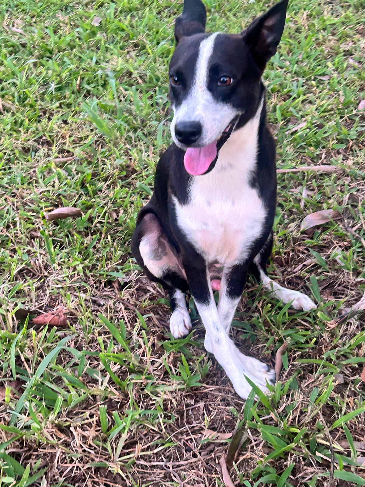 Benjamin, ADOPTABLE, Adult Male Border Collie.