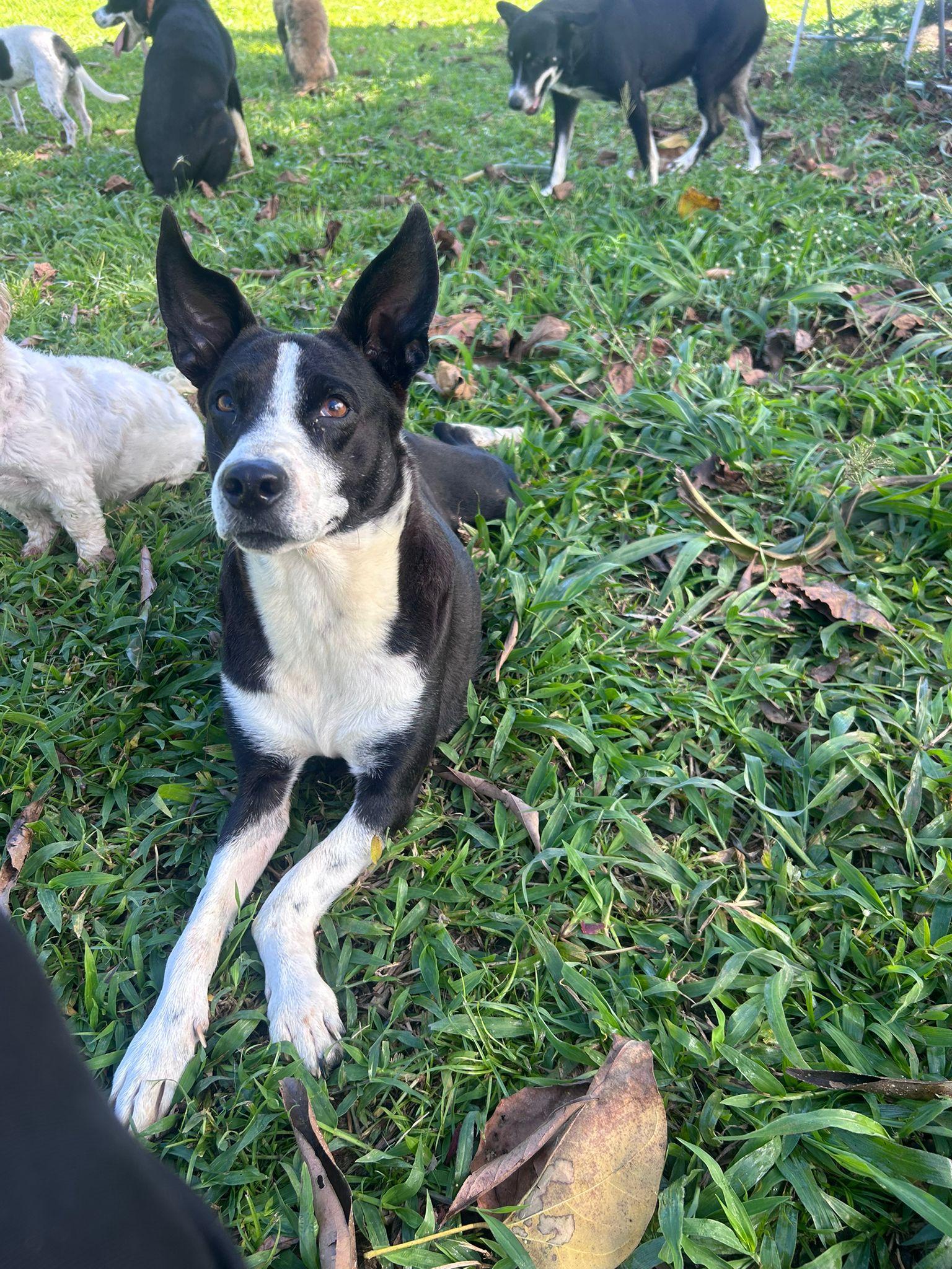 Enlarge Benjamin, a ADOPTABLE mixed breed in Albion, NY image 2/5