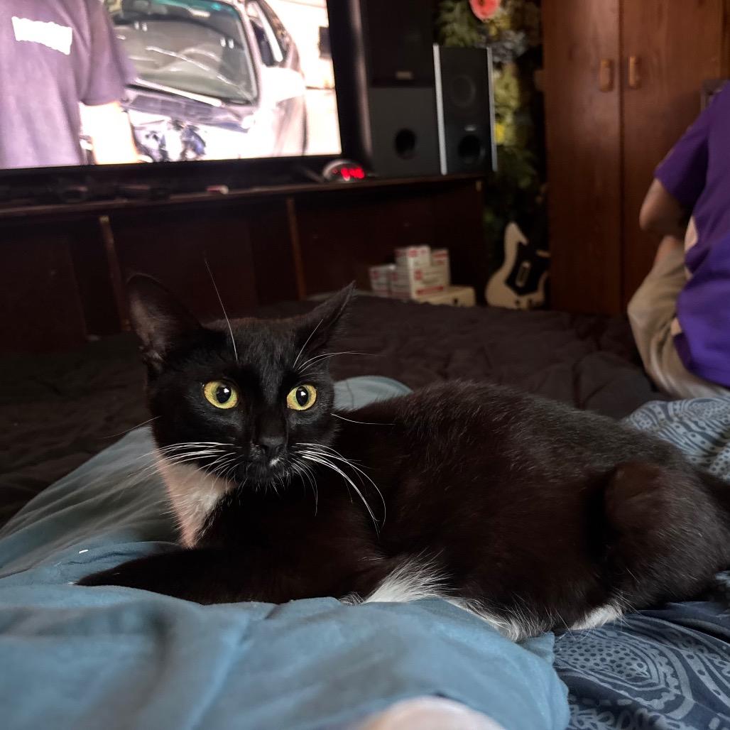 Enlarge FOUND Albert Lea, a Adoptable American Shorthair in Rochester, MN image 1/1