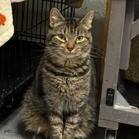 Shelly, Adoptable, Adult Female Domestic Short Hair.