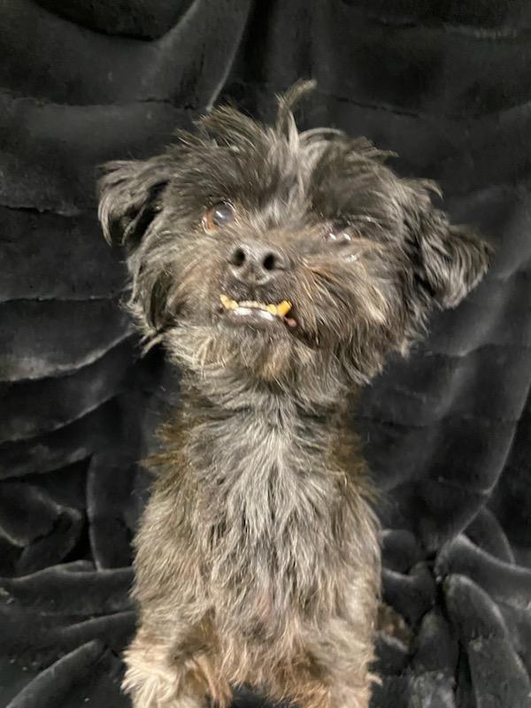 Enlarge Toto, a ADOPTABLE mixed breed in Polson, MT image 1/4