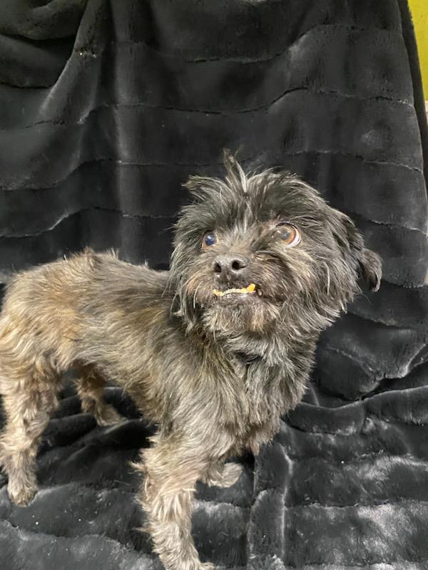 Enlarge Toto, a ADOPTABLE mixed breed in Polson, MT image 2/4